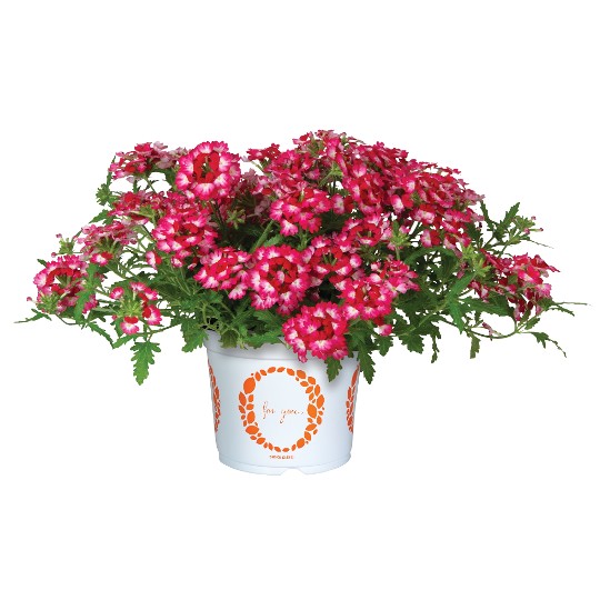 Wicked Hot Pink 2026 - Products - Dümmen Orange