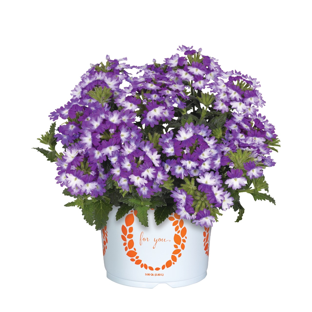 Wicked Great Grape 2023 - Products - Dümmen Orange