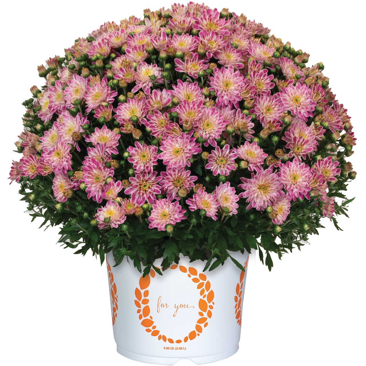 Peppermint Passion Pink - Products - Dümmen Orange