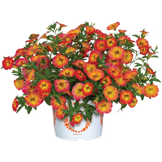 Rainbow® Orange Oasis