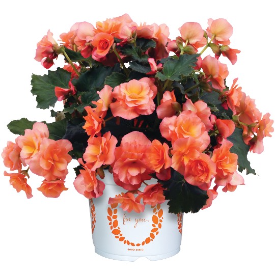 Solenia Apricot
