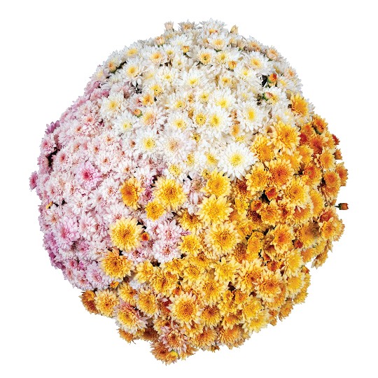 Confetti Garden Brady