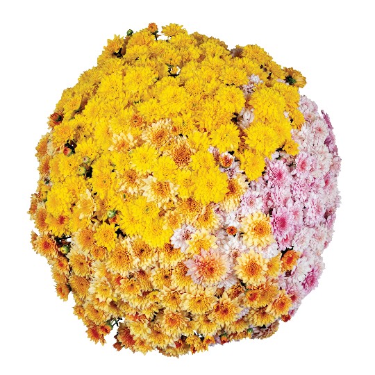 Confetti Garden Elway