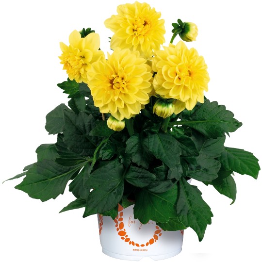 Dahlinova® Montana