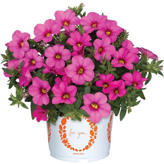 Bloomtastic Tiki Pink