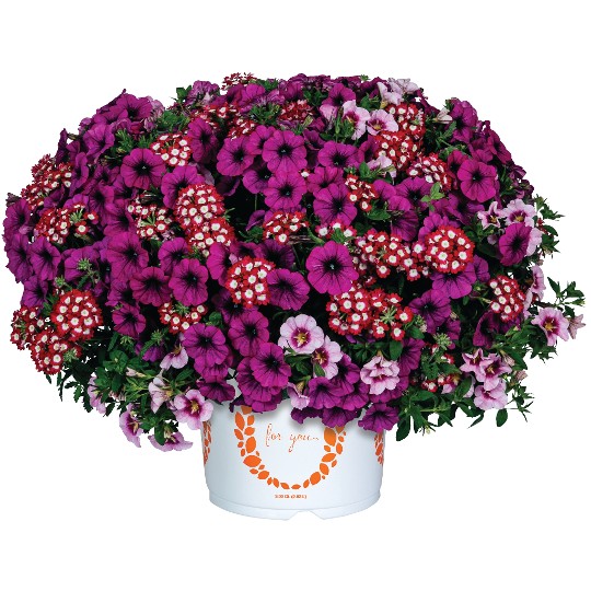 Confetti Garden® Cherries on Top 2024