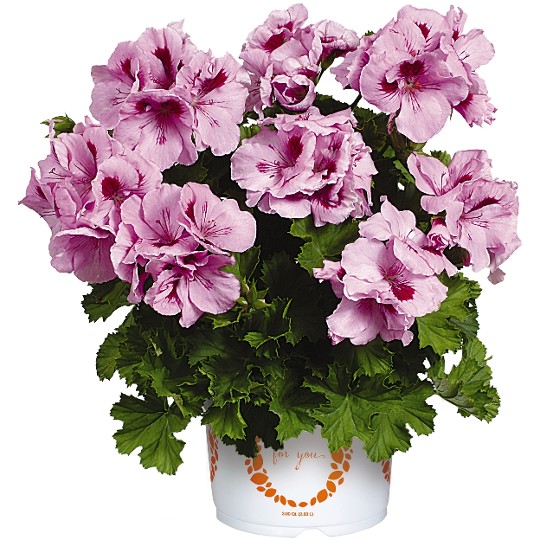Elegance Light Lavender Splash