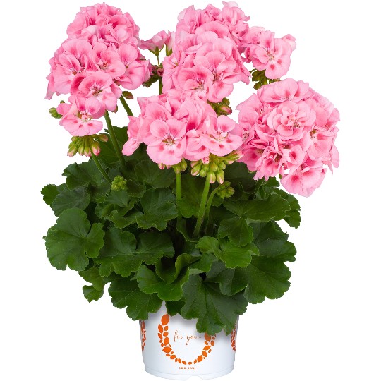 Survivor® Pink
