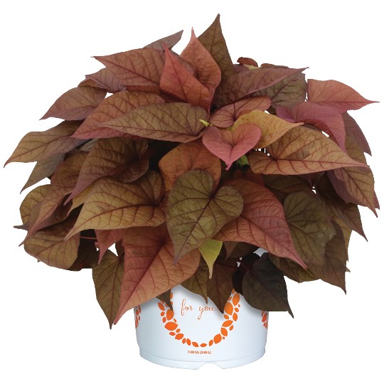 FloraMia Rosso