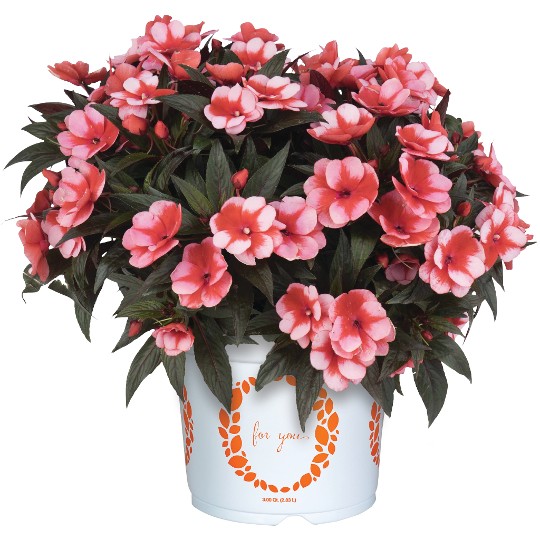 Petticoat® Cherry Star
