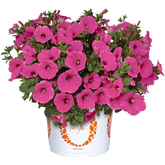 Surprise® Hot Pink