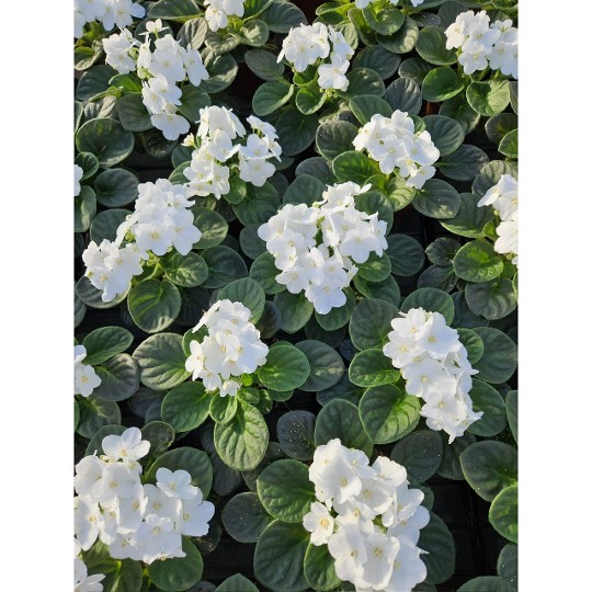 Maxi Catherina White