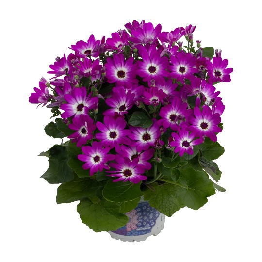 Mandala® Magenta Bicolor