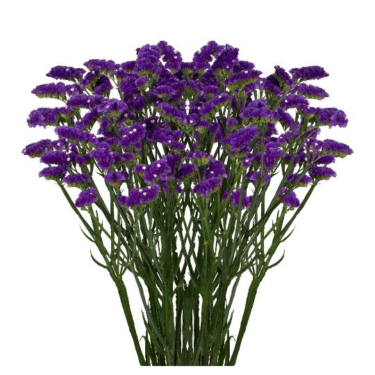 Cobalt Violet+