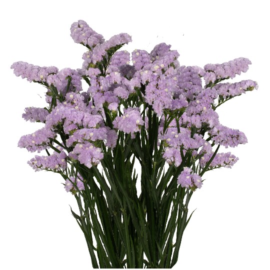 Tonie Lavender