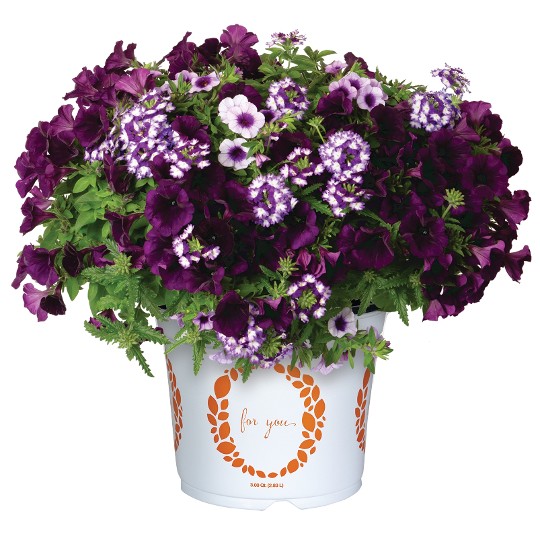 Confetti Garden® Blue Skies