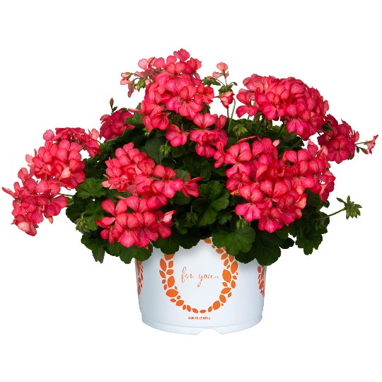 Grand Idols® Glory Days Pink Bicolor