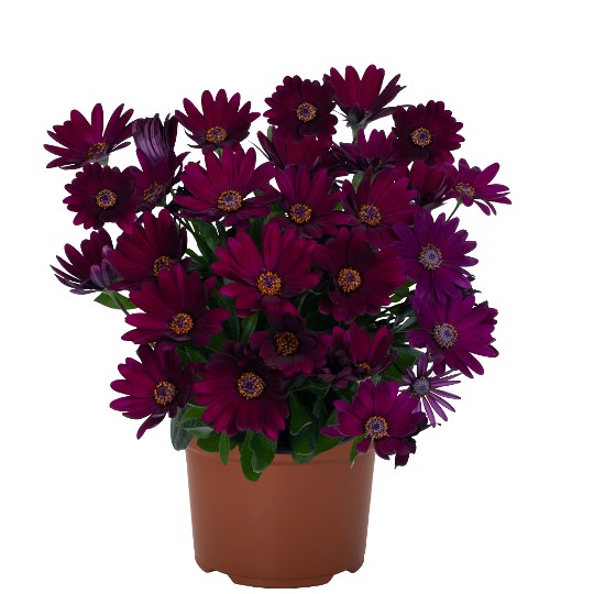 Margarita Dark Purple
