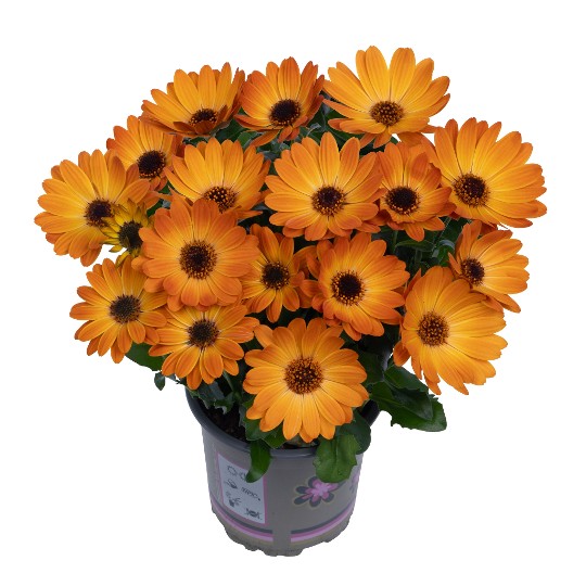 Margarita Orange Flare 2025