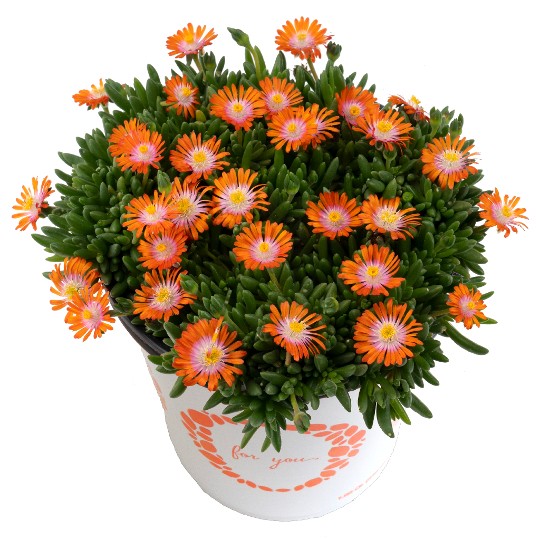 Rock Crystal Orange