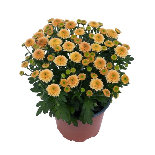 Sweetie Apricot