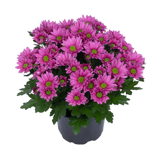 Exp. Mini Daisy Pink 241