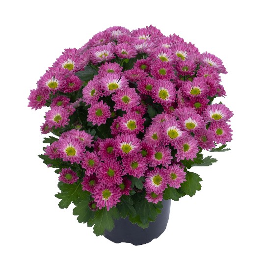 Exp. Mini Spoon Pink 242