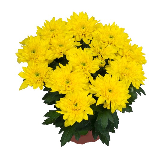 Exp. Chrystal Yellow 243