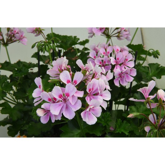Grand Idols® Pink
