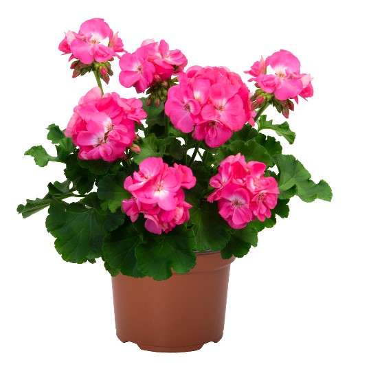 Survivor Idols® Pink Panther (Big EEZE)