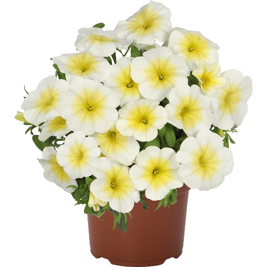 Bloomtastic Sunshine