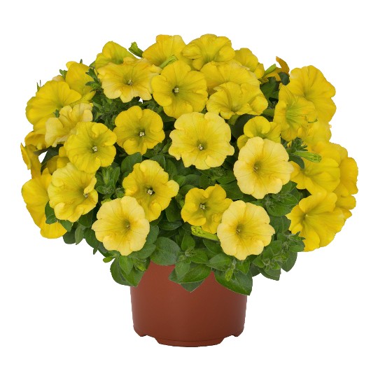 Potunia® Canary Yellow 32 Intrinsa