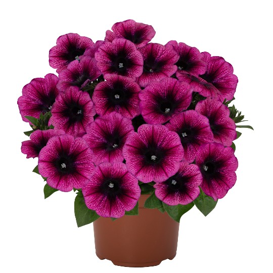 Sweetunia® Purple Gem