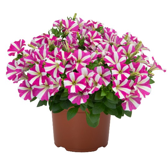 Sweetunia® Hot Pink Touch (Intrinsa)