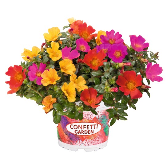 Confetti Garden® Cupcake Party