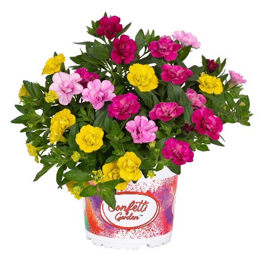 Confetti Garden® MyBonnie 2027