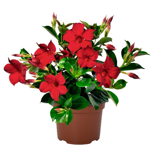 Flordenia Red