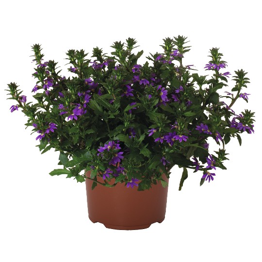 Scala Cappello Purple