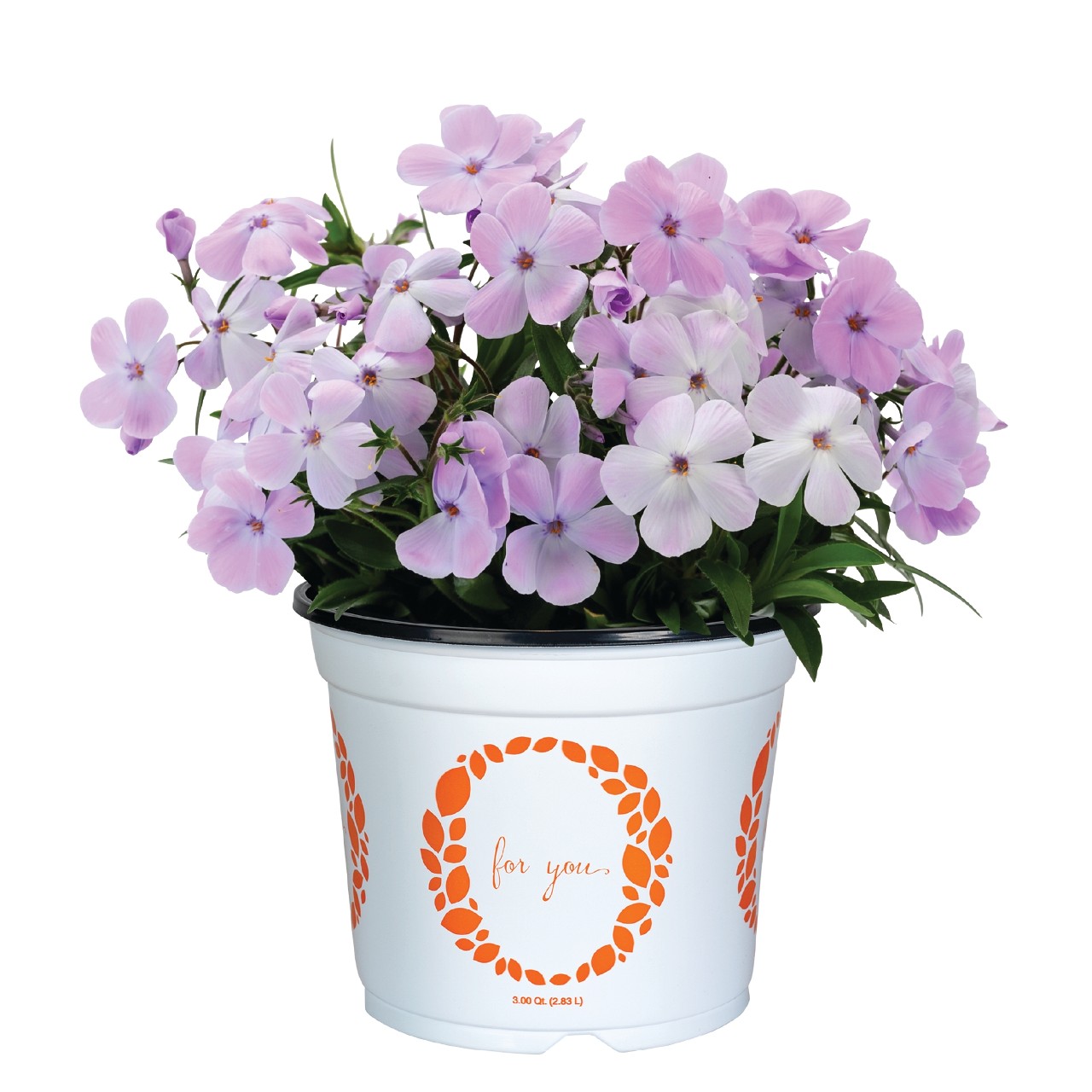 Woodlander Lilac - Products - Dümmen Orange