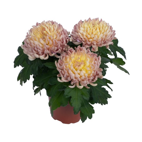 Cosmo Apricot 241