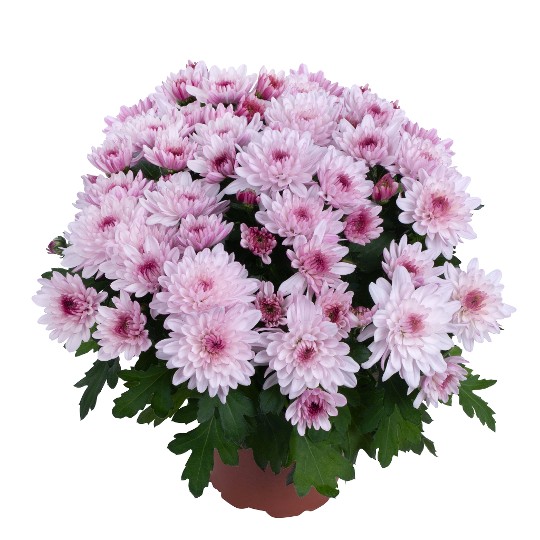 Exp. Chrystal Pink 246