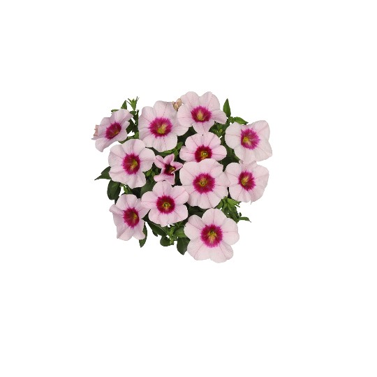 Aloha Tiki Soft Pink