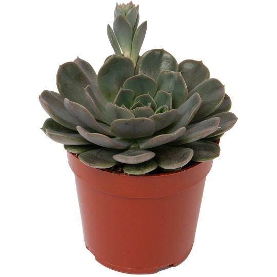 Echeveria Rainy Day