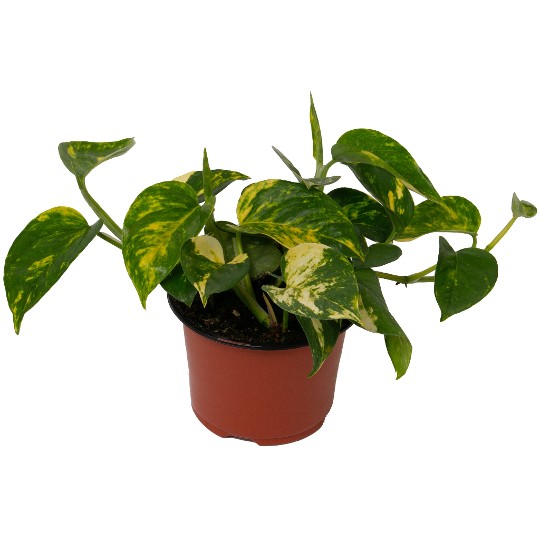 Epipremnum Golden Pothos