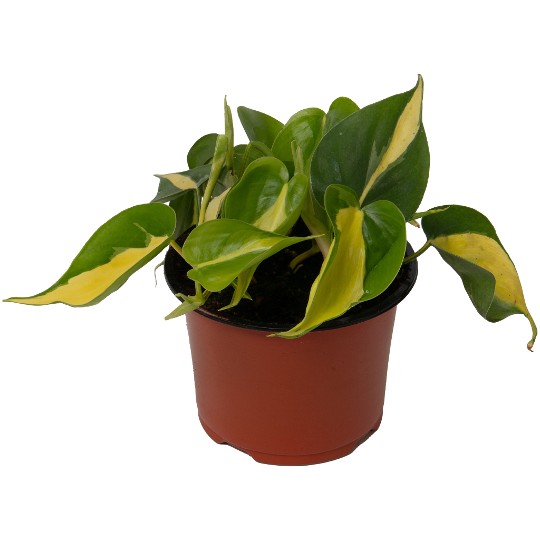 Philodendron Brazil