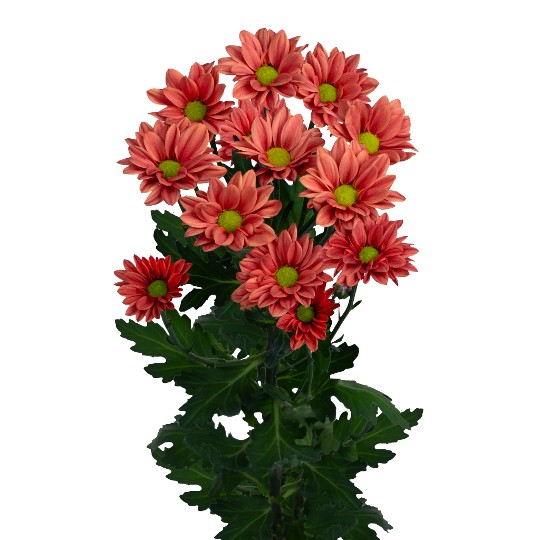 Coral Star