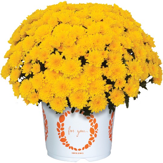 Delight Yellow