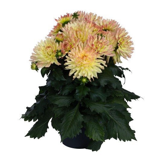 XXL Yellow Spider 241