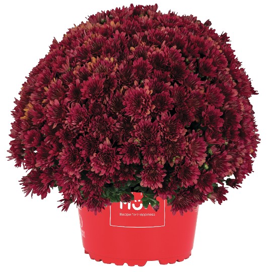 Buzz Merlot