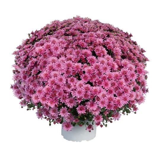 Ace Pink
